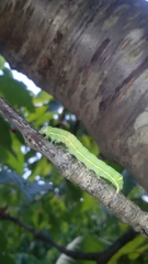 Orthosia cerasi