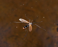 Clytocosmus edwardsi