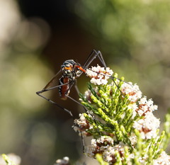 Clytocosmus edwardsi