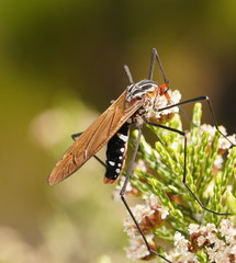 Clytocosmus edwardsi