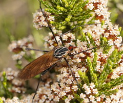 Clytocosmus edwardsi