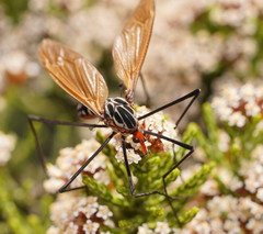 Clytocosmus edwardsi