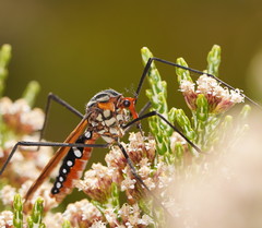 Clytocosmus edwardsi