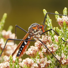 Clytocosmus edwardsi