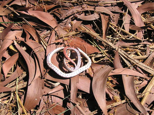 Oligodon taeniatus