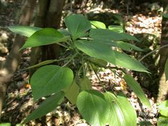 Pipturus arborescens
