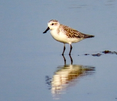 Calidris pygmaea