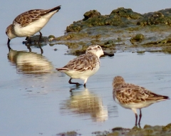 Calidris pygmaea