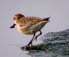 Calidris pygmaea
