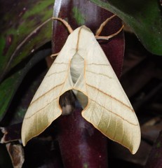 Pseudoclanis molitor