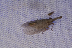 Rentinus dilatatus