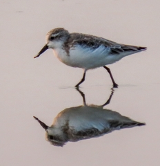 Calidris pygmaea