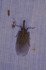 Rentinus dilatatus