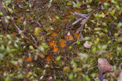 Octospora excipulata