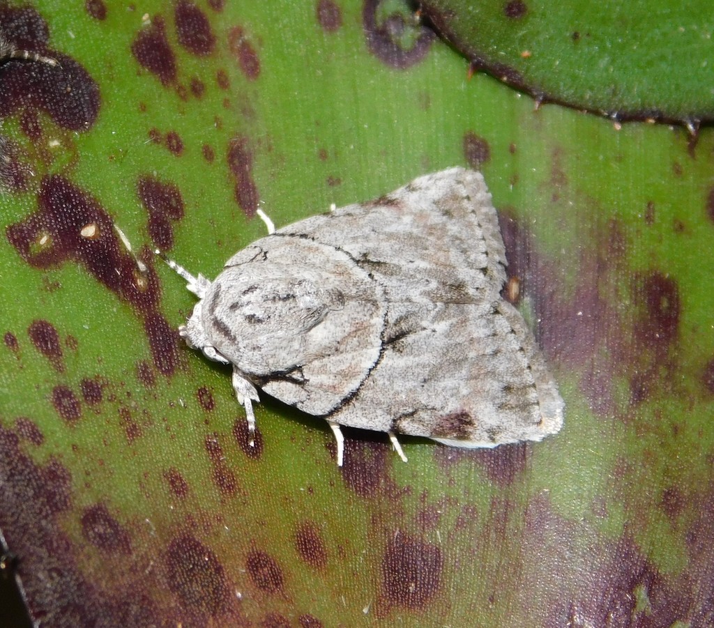 Characoma nigricollaris