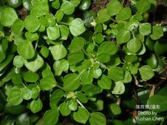 Pilea peploides major