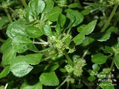 Pilea peploides major
