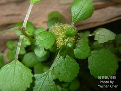 Pilea peploides major