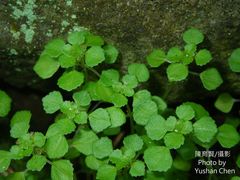 Pilea peploides major
