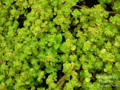 Pilea peploides major