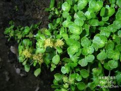 Pilea peploides major