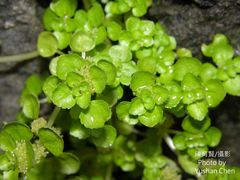 Pilea peploides major