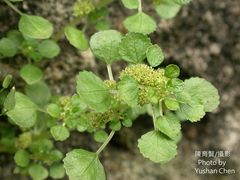 Pilea peploides major