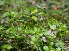 Pilea peploides major