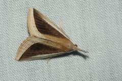 Hypena conscitalis