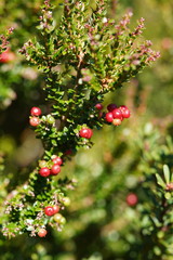 Acrothamnus maccraei