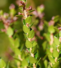 Acrothamnus maccraei