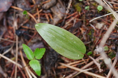 Fritillaria maximowiczii