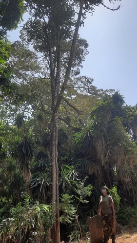Euphorbia cussonioides