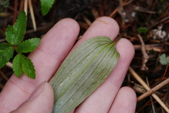 Fritillaria maximowiczii