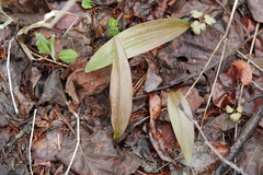 Fritillaria maximowiczii