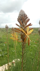 Asphodeline lutea