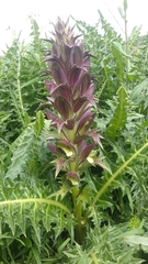 Acanthus syriacus