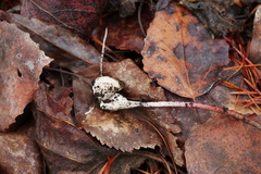 Fritillaria maximowiczii