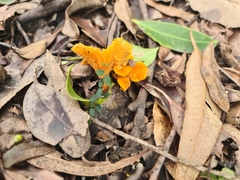 Cantharellus concinnus