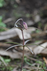 Fritillaria maximowiczii
