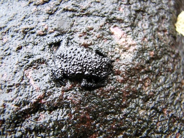 Seegobinas Tepui Toad