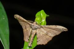 Hyposidra infixaria