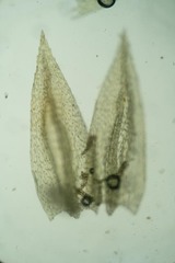 Pohlia proligera