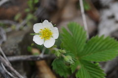 Fragaria orientalis