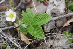 Fragaria orientalis