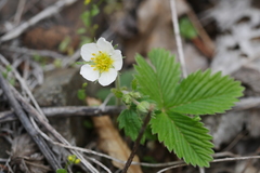 Fragaria orientalis