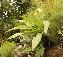 Merwilla plumbea