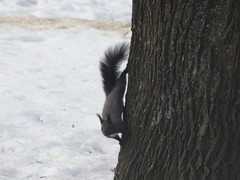 Sciurus vulgaris