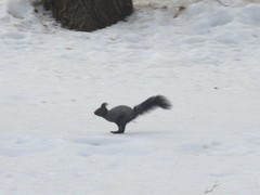 Sciurus vulgaris