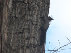 Sciurus vulgaris